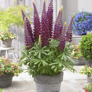 West Country Lupinus Masterpiece®