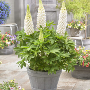 West Country Lupinus Polar Princess®