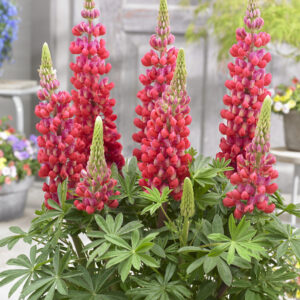West Country Lupinus Red Rum®