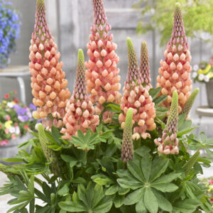 West Country Lupinus Salmon Star®