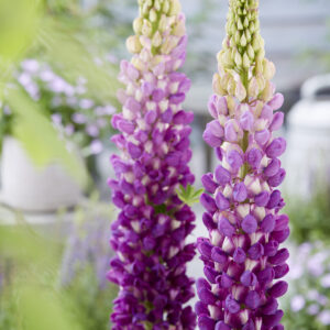 West Country Lupinus Shirley Anne®