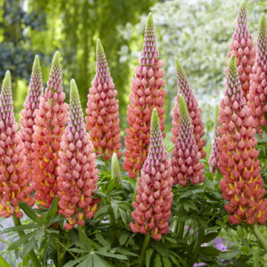 West Country Lupinus Towering Inferno®