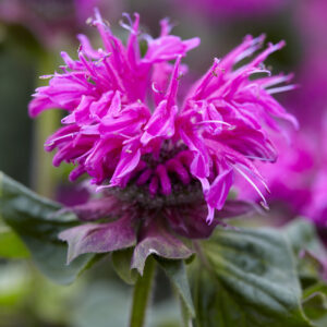 Monarda Bee Free®