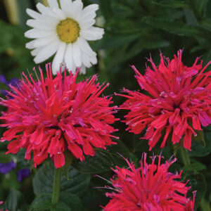 Monarda Sugar Buzz® Cherry Pops®