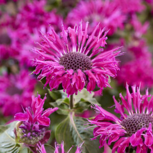 Monarda Elegant™ Purple