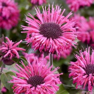 Monarda Elegant™ Rose