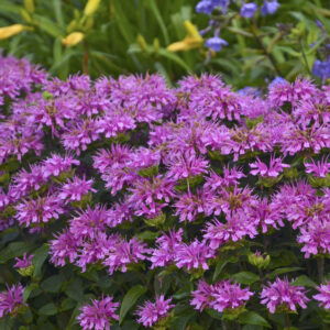Monarda Sugar Buzz® Lilac Lollipop®
