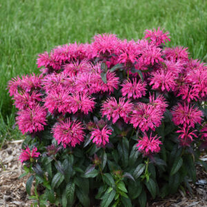 Monarda Sugar Buzz® Berry Taffy®