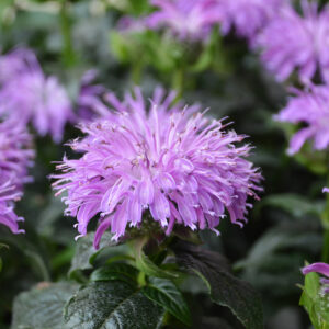 Monarda Sugar Buzz® Blue Moon®