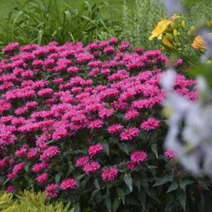Monarda Sugar Buzz®Bubblegum Blast®