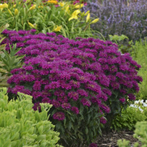 Monarda Sugar Buzz®Grape Gumball®