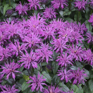 Monarda Sugar Buzz® Rockin' Raspberry®