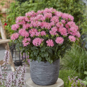 Monarda Sugar Buzz® Pink Frosting®