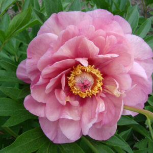 Paeonia Itoh Garden Candy® Double Bubble Pink