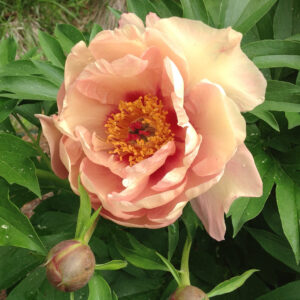 Paeonia Itoh Garden Candy® Peach-A-Licious™