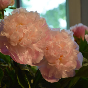Paeonia lactiflora Catharine Fontijn