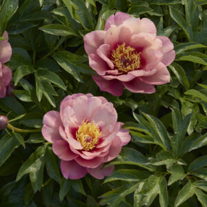 Paeonia Itoh Garden Candy® Evie Jane