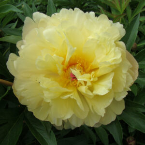 Paeonia Itoh Garden Candy® Amy Jo