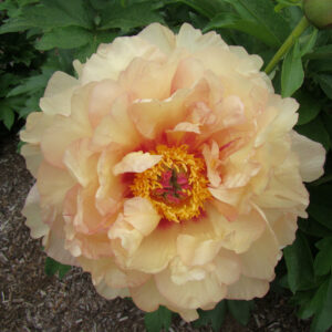 Paeonia Itoh Garden Candy® Magical Mystery Ride