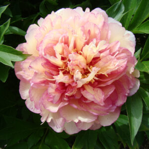 Paeonia Itoh Garden Candy® Simply Scrumptious