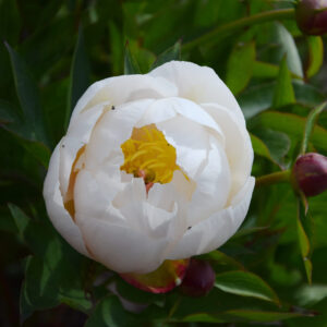 Paeonia Itoh Garden Candy® Love Affair