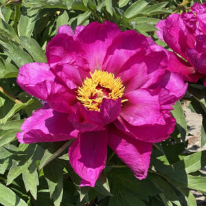 Paeonia Itoh Morning Lilac