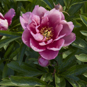Paeonia Itoh Pink Double Dandy®