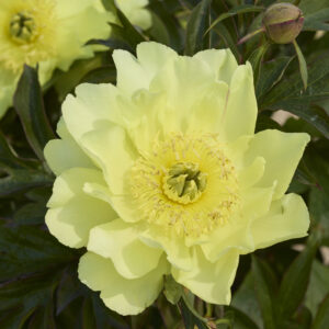 Paeonia Itoh Yellow Doodle Dandy®