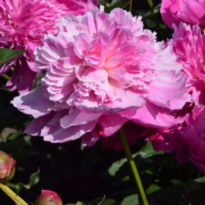 Paeonia lactiflora Barbara