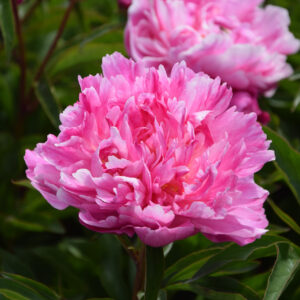 Paeonia lactiflora Bunker Hill