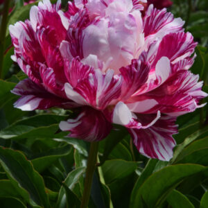 Paeonia lactiflora Candy Stripe