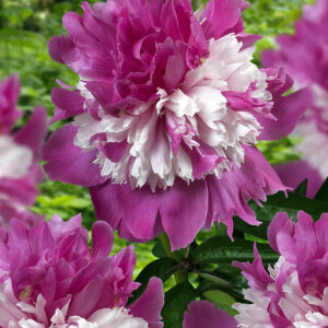 Paeonia lactiflora Celebrity®