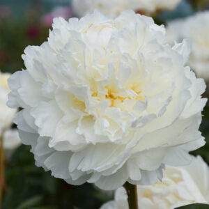 Paeonia lactiflora Class Act