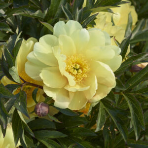 Paeonia Itoh Singing in the Rain®