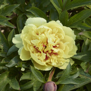 Paeonia Itoh Garden Sonoma Yedo