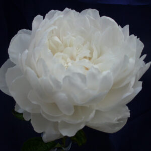 Paeonia lactiflora White Sarah Bernhardt