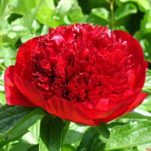 Paeonia hybrid Red Charm