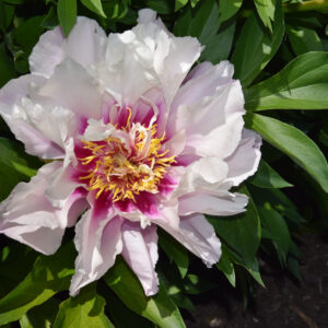 Paeonia Itoh Cora Louise