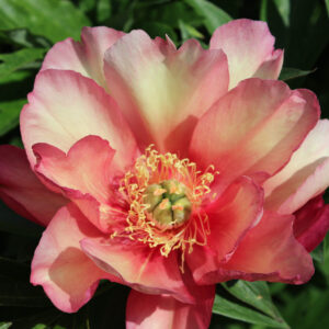 Paeonia Itoh Julia Rose