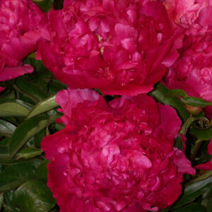 Paeonia lactiflora Adolphe Rousseau