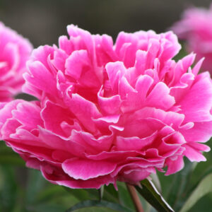 Paeonia lactiflora Auguste Dessert