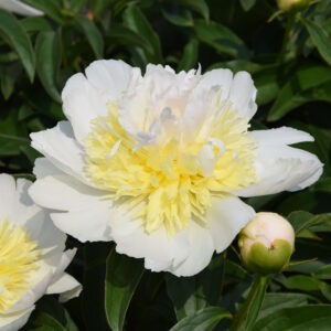 Paeonia lactiflora Honey Gold