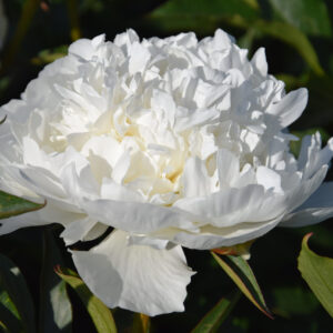 Paeonia lactiflora Madame Claude Tain