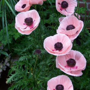 Papaver Paradiso
