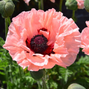 Papaver Waltzing Elizabeth®