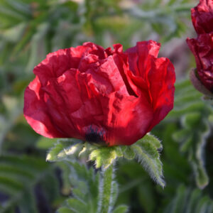 Papaver Waltzing Mathilde®