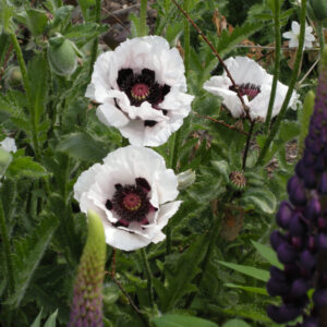 Papaver Casino