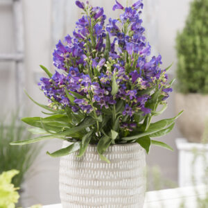 Penstemon Rock Candy® Blue®