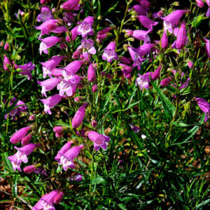 Penstemon Summertime Pink