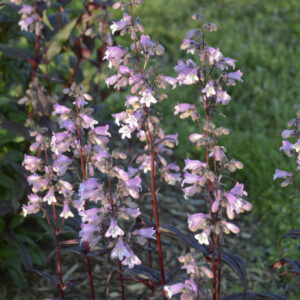 Penstemon Blackbeard®